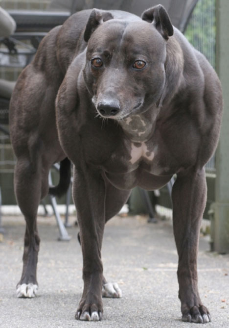 worlds-most-muscular-dog
