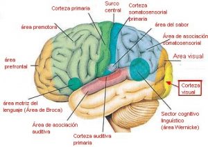 Cerebro